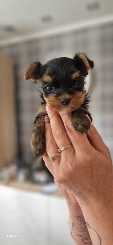 Yorkshire Terrier puppys Kc - Image 6 of 6