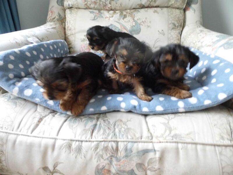 Yorkshire Terrier puppies for sale in Prestatyn, Clwyd – 8 weeks old