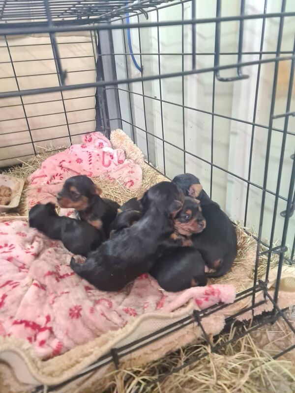 Yorkshire terrier Pups for sale in Coalisland, County Tyrone