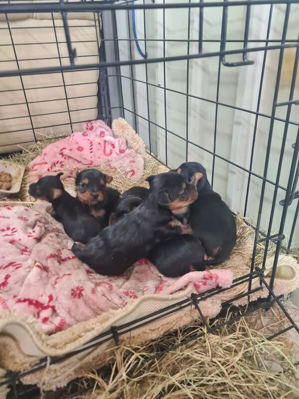 Yorkshire terrier Pups for sale in Coalisland, County Tyrone | Image 2