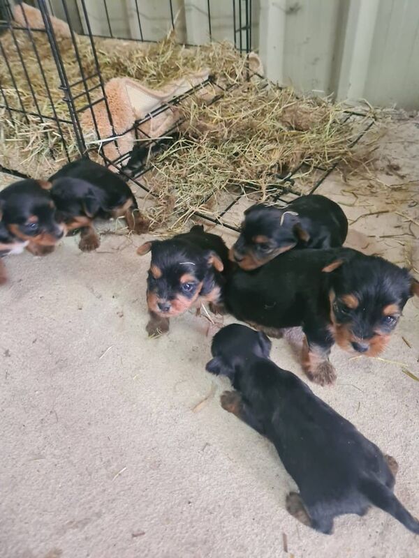 Yorkshire terrier Pups for sale in Coalisland, County Tyrone | Image 3