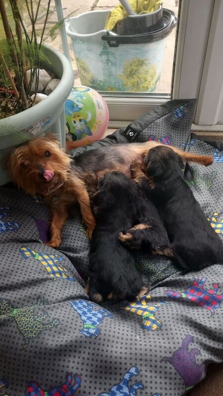 Yorkshire Terrier puppies for sale in Londonderry, County Londonderry – 8 weeks old