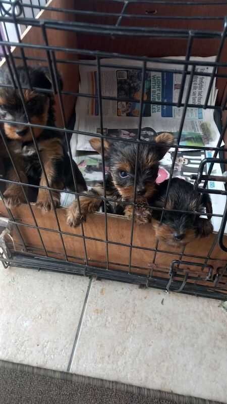 Yorkshire Terrier puppies for sale in Londonderry, County Londonderry – 8 weeks old - Image 2 of 3
