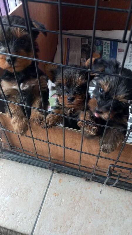 Yorkshire Terrier puppies for sale in Londonderry, County Londonderry – 8 weeks old - Image 3 of 3
