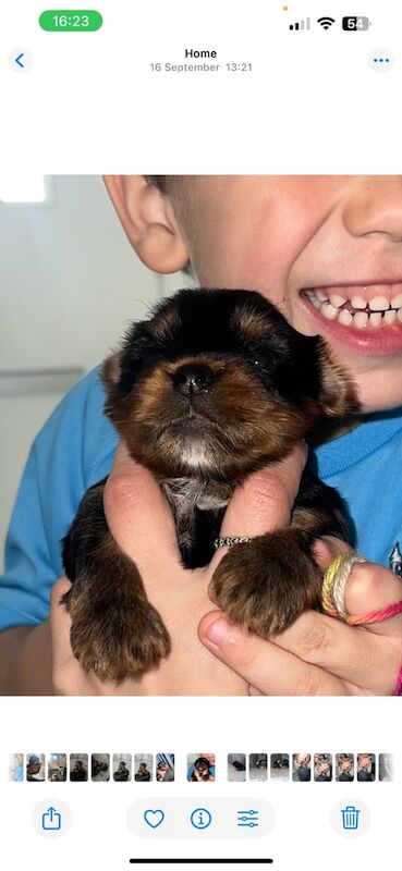 Yorkshire Terrier puppies for sale in Bangor, County Down – 5 weeks old