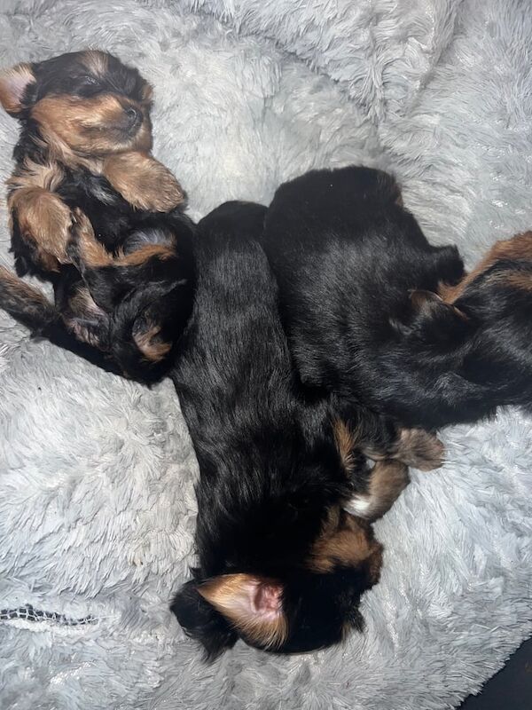 Yorkshire Terrier puppies for sale in Bangor, County Down – 5 weeks old - Image 2 of 3