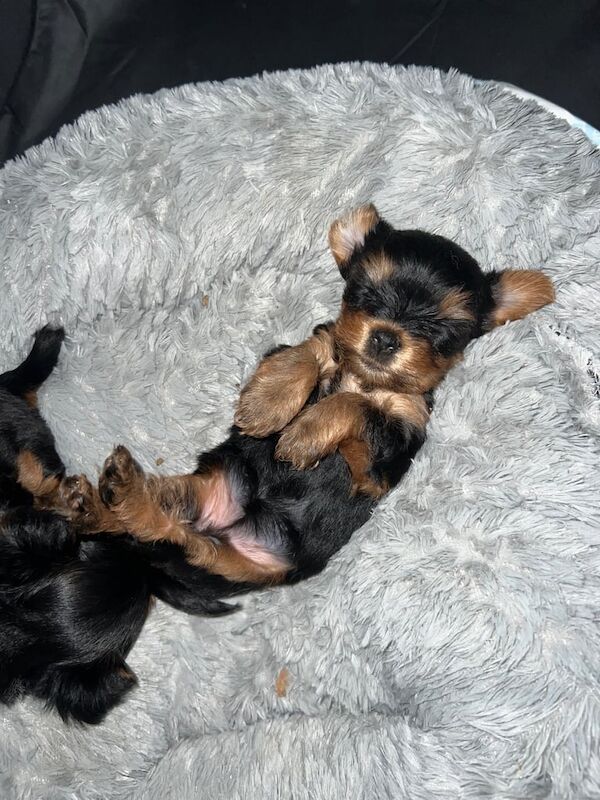 Yorkshire Terrier puppies for sale in Bangor, County Down – 5 weeks old - Image 3 of 3
