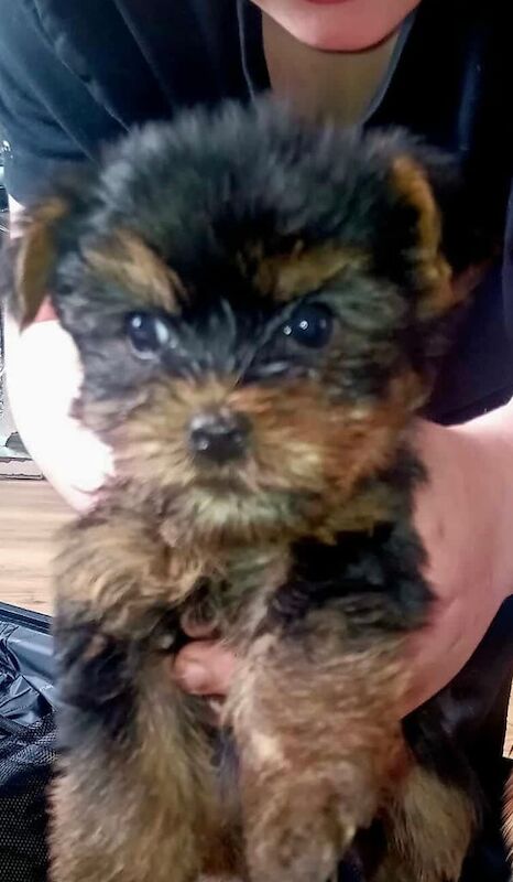 Yorkshire Terrier puppies for sale in Didsbury, Greater Manchester – 7 weeks old