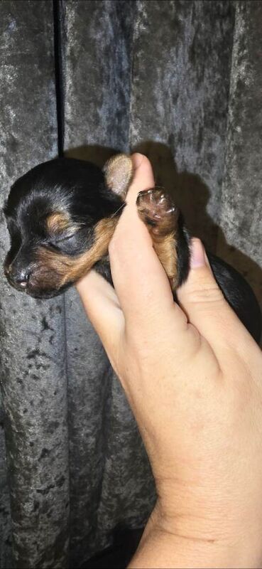 Yorkie Puppies For Sale
