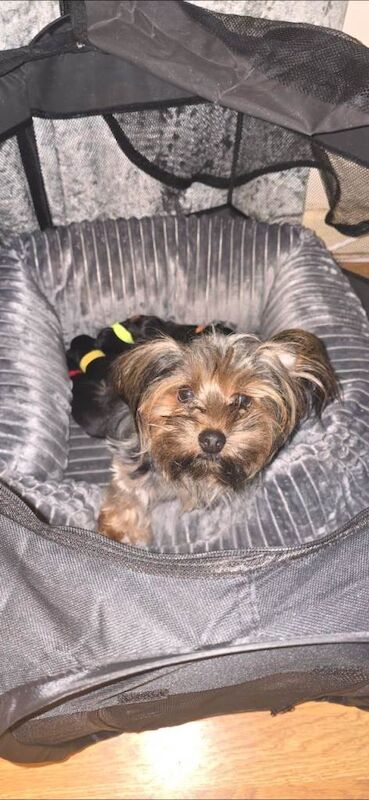 Yorkshire Terrier puppies for sale in Newry, County Armagh β 1 week old - Image 2 of 5