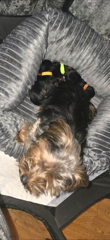 Yorkshire Terrier puppies for sale in Newry, County Armagh β 1 week old - Image 3 of 5