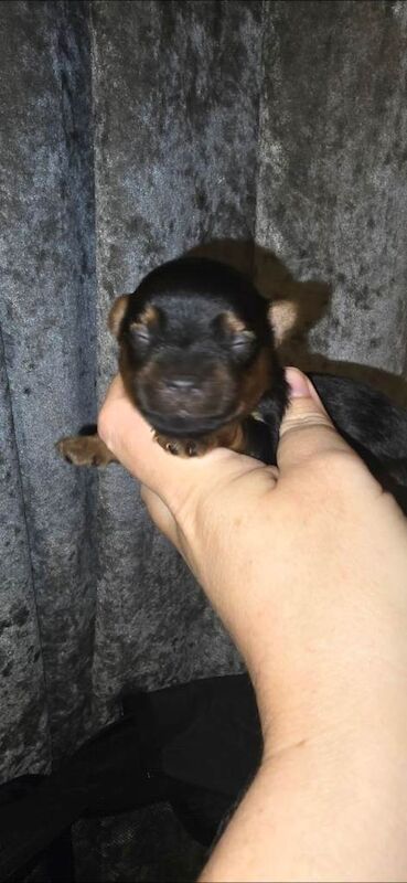 Yorkshire Terrier puppies for sale in Newry, County Armagh β 1 week old - Image 4 of 5