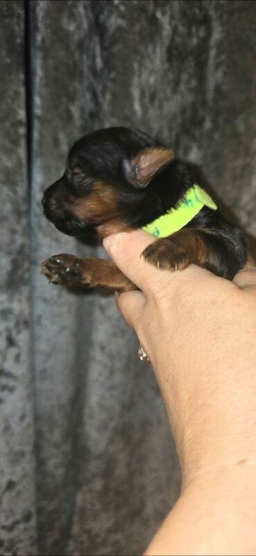 Yorkshire Terrier puppies for sale in Newry, County Armagh β 1 week old - Image 5 of 5