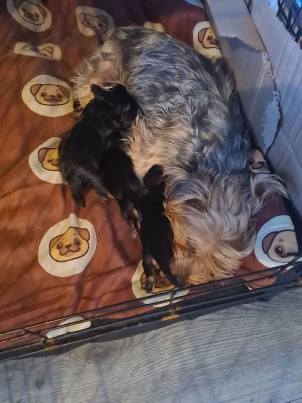 Yorkshire Terrier Puppies For Sale Under £1,000