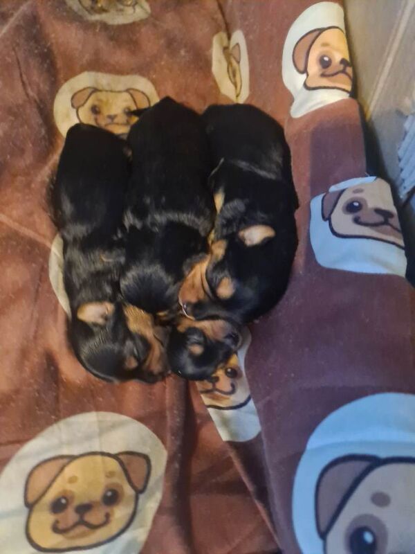 Yorkshire terrier pups - Image 2 of 2