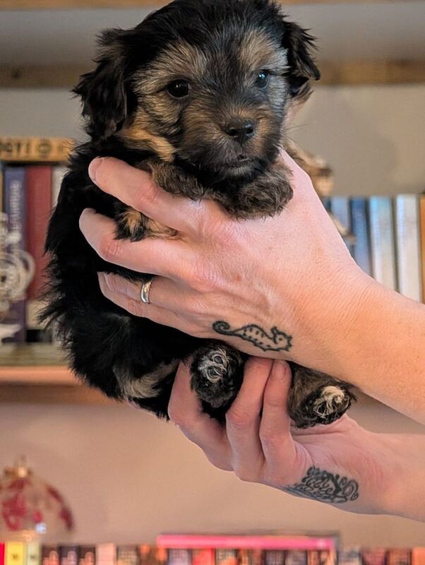 Yorkshire Terrier puppies for sale in Durham, County Durham – 5 weeks old