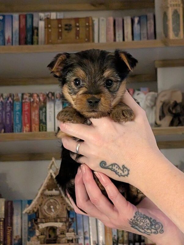 Yorkshire Terrier Pups - Image 2 of 3