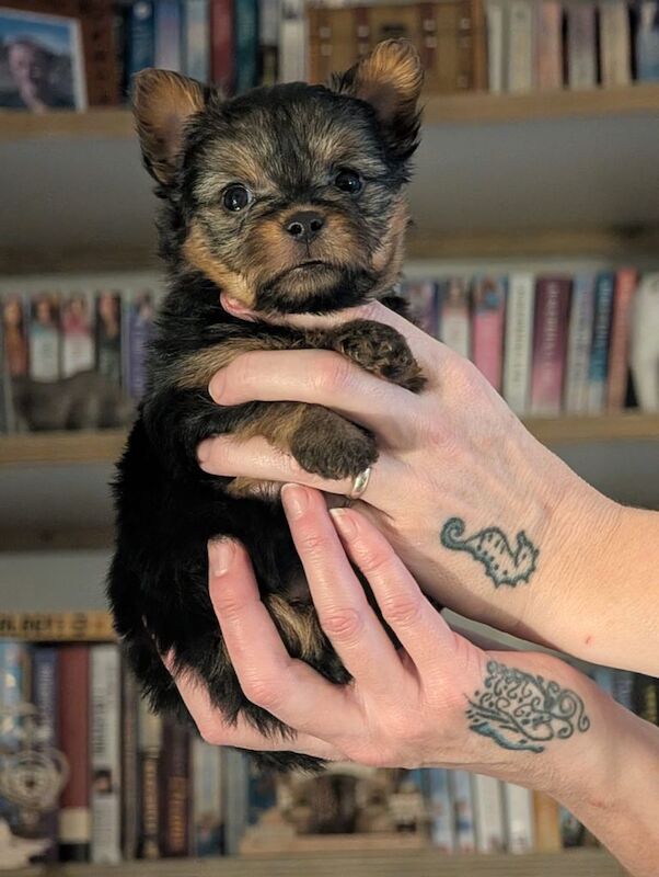 Yorkshire Terrier Pups - Image 3 of 3