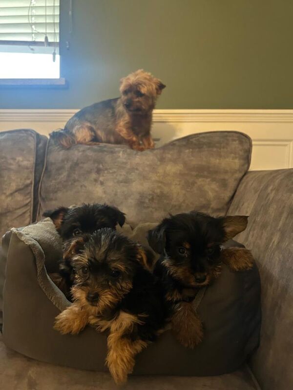 Yorkshire terrier pups