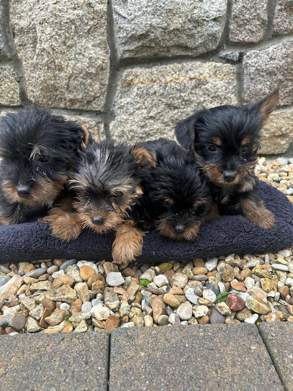 Yorkshire terrier pups - Image 2 of 3