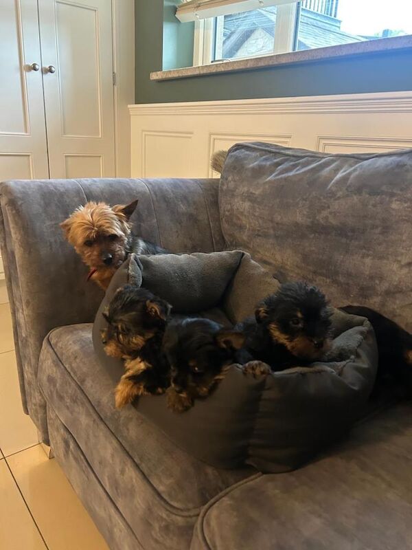 Yorkshire terrier pups - Image 3 of 3