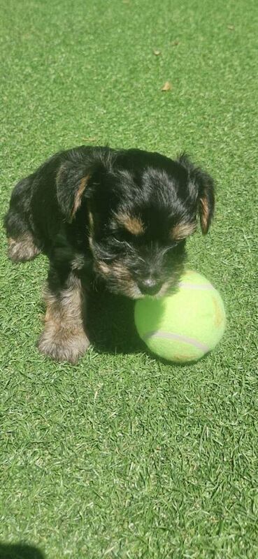 Yorkie Puppies For Sale