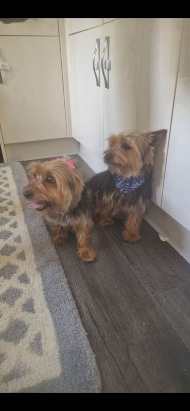 Yorkshire terrier pups - Image 2 of 4