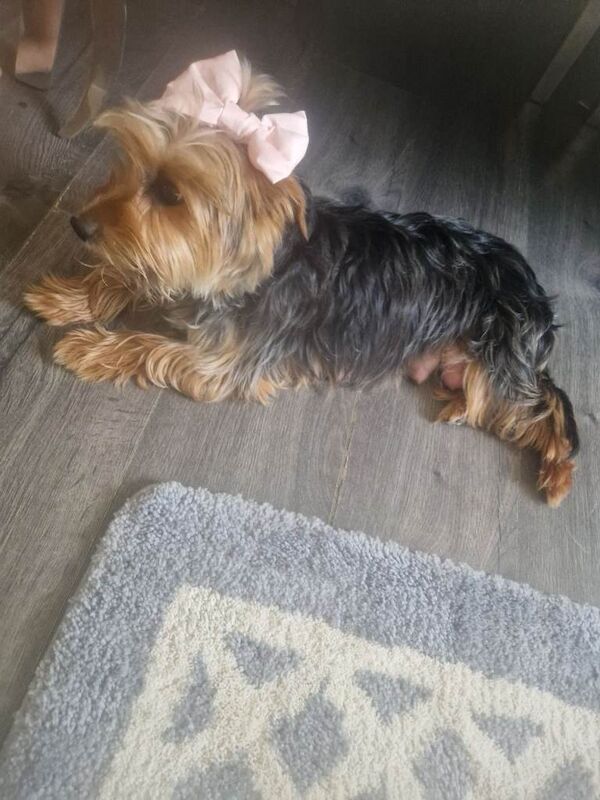 Yorkshire terrier pups - Image 3 of 4