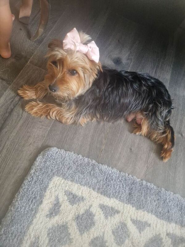 Yorkshire terrier pups - Image 4 of 4