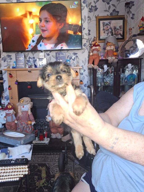 Kennel Club Registered Yorkshire Terrier Puppies For Sale