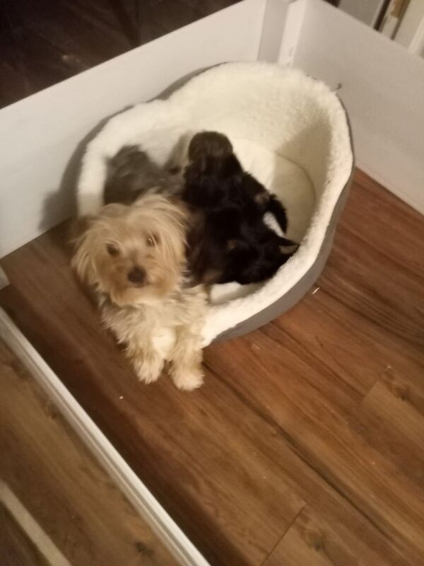Yorkshire Terrier puppies for sale in Eccles, Greater Manchester – 9 weeks old