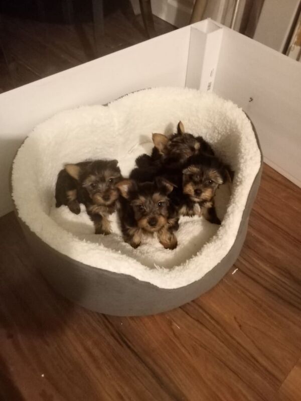 Yorkshire Terrier puppies for sale in Eccles, Greater Manchester – 9 weeks old - Image 2 of 3