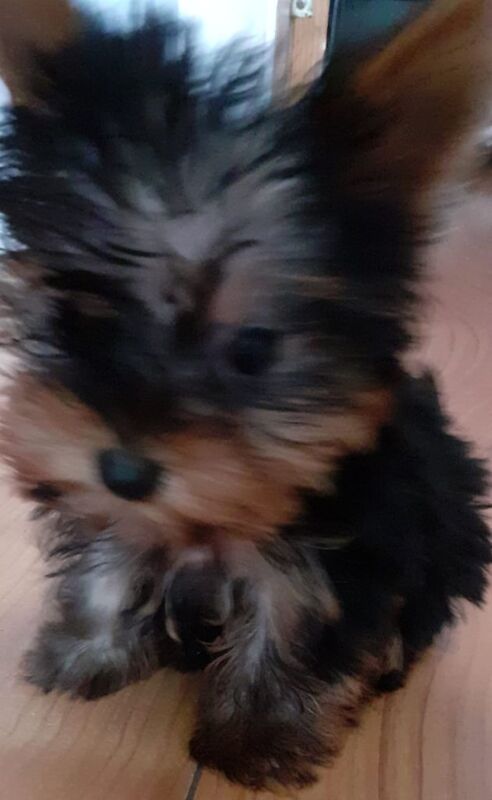 Yorkshire Terrier puppies for sale in Eccles, Greater Manchester – 9 weeks old - Image 3 of 3