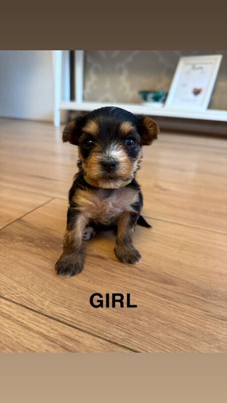 Yorkshire terrier pups for sale