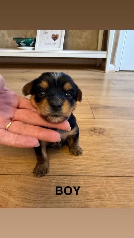 Yorkshire terrier pups for sale - Image 2 of 3