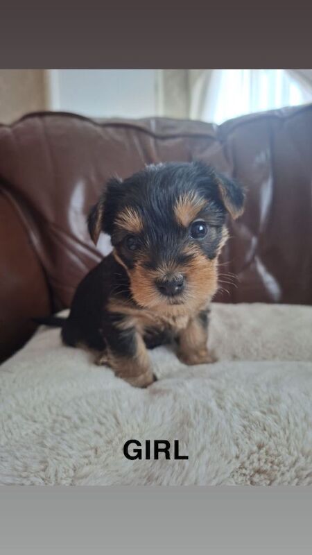Yorkshire terrier pups for sale - Image 3 of 3