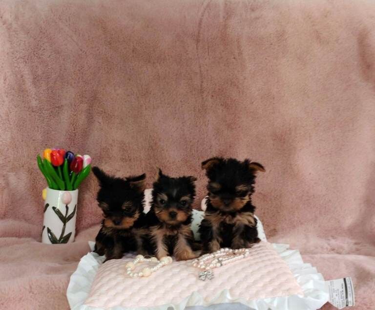 Kennel Club Registered Yorkshire Terrier Puppies For Sale