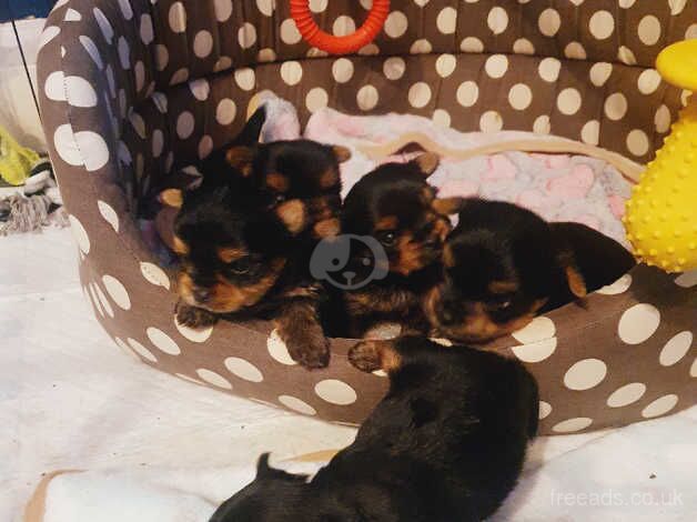Yorkshire terrier pups for sale in Coalville, Leicestershire