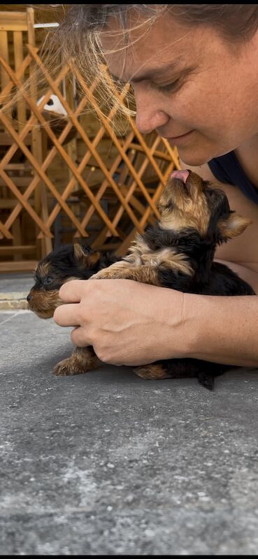 Yorkshire Terrier Pups, microchipped, vet checked, 1st vac + insurance, ready now for sale in Devizes, Wiltshire