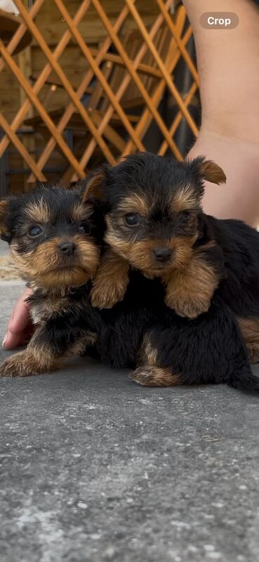 Yorkshire Terrier Pups, microchipped, vet checked, 1st vac + insurance, ready now for sale in Devizes, Wiltshire | Image 2