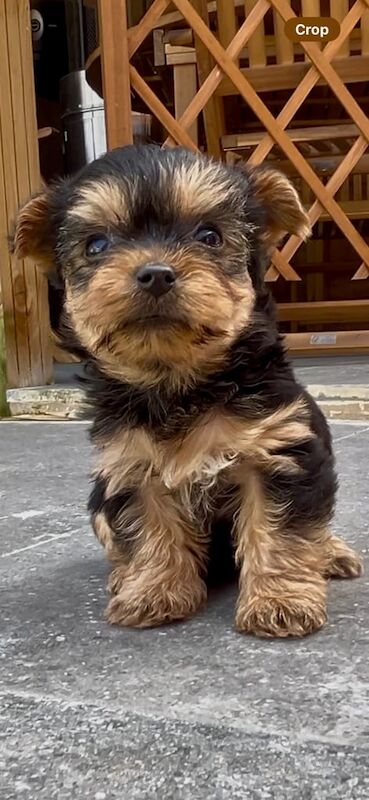 Yorkshire Terrier Pups, microchipped, vet checked, 1st vac + insurance, ready now for sale in Devizes, Wiltshire - Image 3