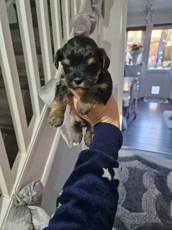 Kennel Club Registered Yorkshire Terrier Puppies For Sale