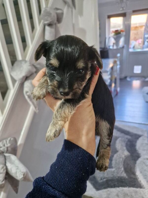 Yorkshire terrier pure breed - Image 2 of 3