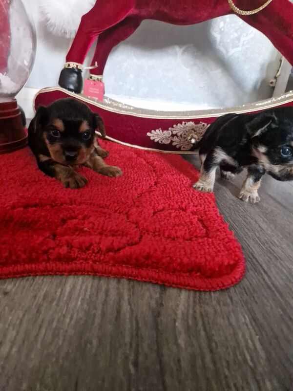 Yorkshire terrier pure breed - Image 3 of 3