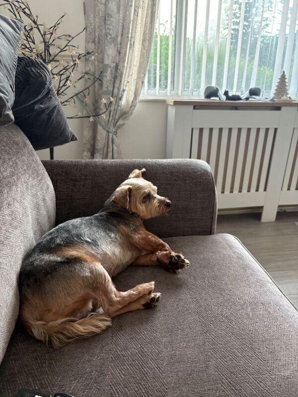 Yorkshire terrier re homing