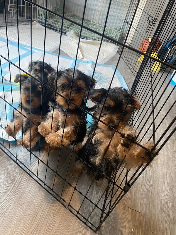 Yorkshire Terrier puppies for sale in Portsmouth, Hampshire – 10 weeks old