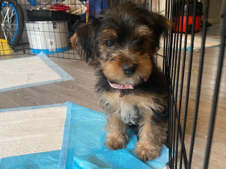 Yorkshire Terrier puppies for sale in Portsmouth, Hampshire – 10 weeks old - Image 2 of 3