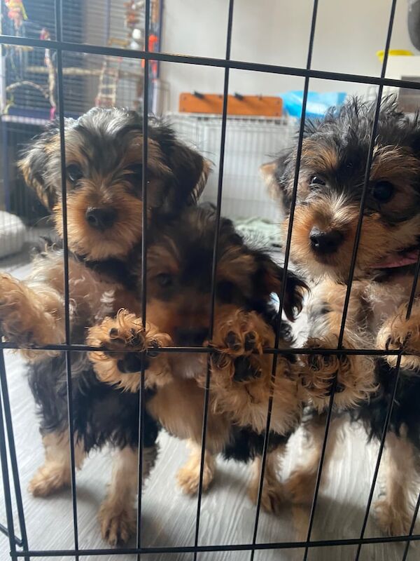 Yorkshire Terrier puppies for sale in Portsmouth, Hampshire – 10 weeks old - Image 3 of 3