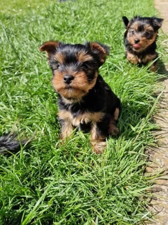 Yorkshire Terrier teacup puppies for sale in North Watford, Hertfordshire