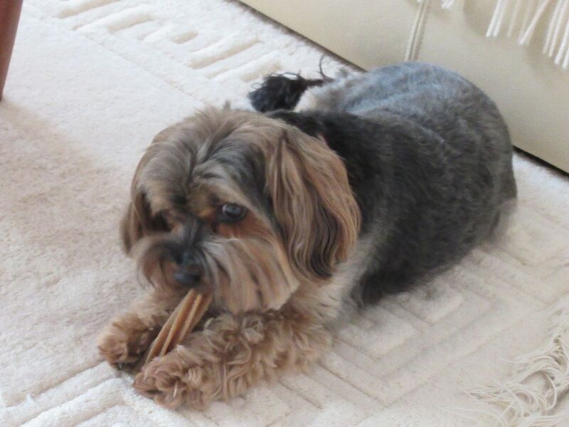 Yorkshire Terrier for adoption in Basingstoke, Hampshire – 2 hours old